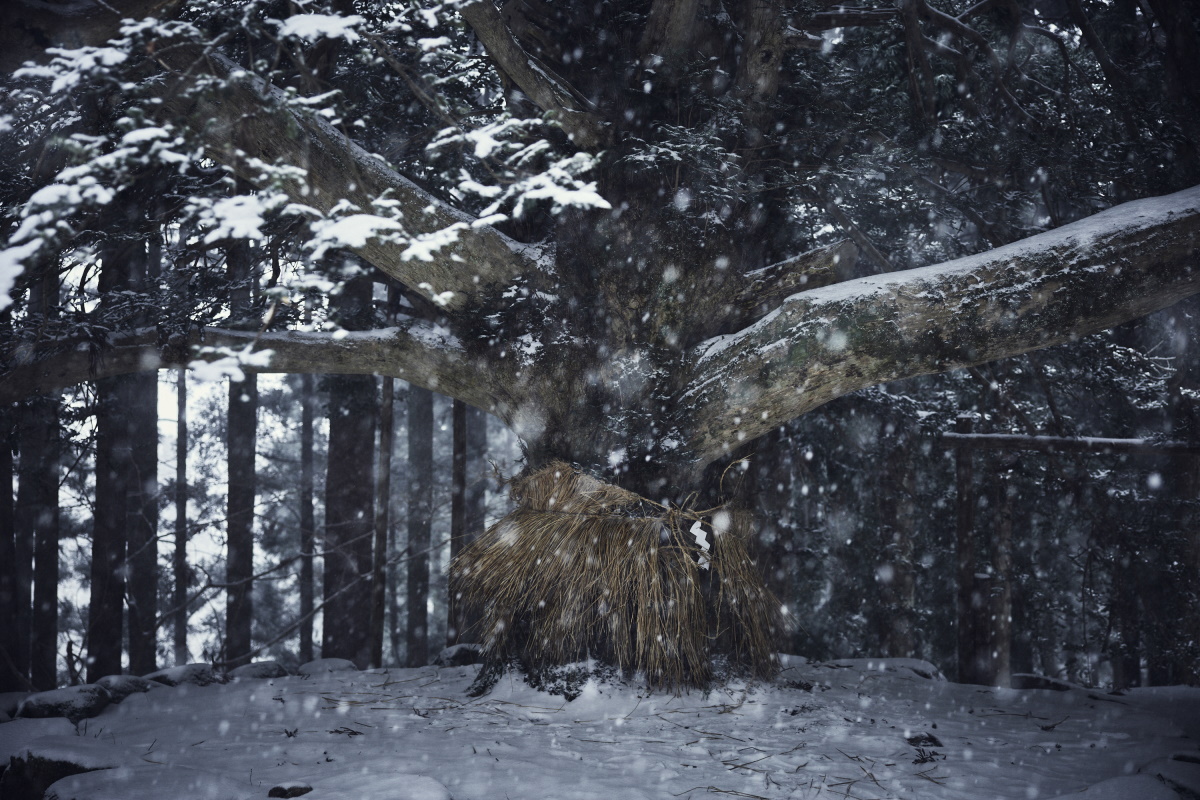 Arbre sacré, Akita, Japon