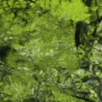 Saison 5 - 1 A. Poupel - Saison 5 - 1