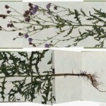 Livre d'artiste "Unwanted plant"<br />10 x 15 cm Unwanted plant