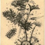 No'uma<br />28 x 32 cm