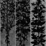 Unwanted plant<br />110 x 205 cm Unwanted plant