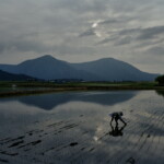 Plantation du riz, Fukui, Japon Plantation du riz, Fukui, Japon